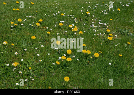 Dandelions, Taraxacum officinale, and daisies, Bellis perennis flowering in a lawn Stock Photo