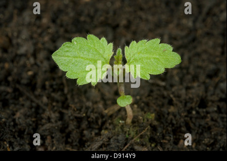 A seedling stinging nettle, Urticia dioica, two true leaves and cotyledon Stock Photo