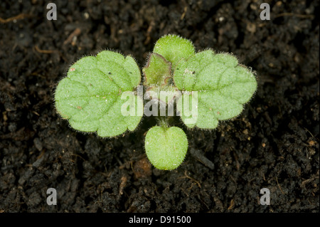 Hedge woundwort, Stachys sylvatica, seedling with two true leaves and cotyledons Stock Photo