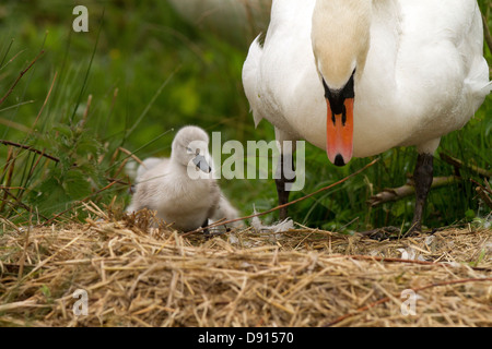 Mum and cygnets return from their first swimming lesson Stock Photo
