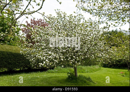 A apple tree variety Discovery in full flower in a spring garden Stock Photo