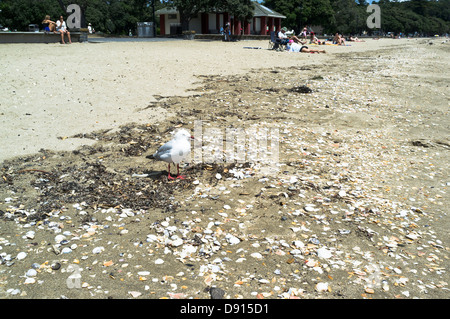 dh Mission Bay beach AUCKLAND NEW ZEALAND Red-billed Gull Chroicocephalus scopulinus Stock Photo