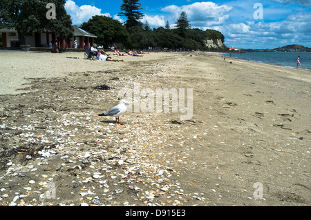 dh Mission Bay beach AUCKLAND NEW ZEALAND Red-billed Gull Chroicocephalus scopulinus Stock Photo