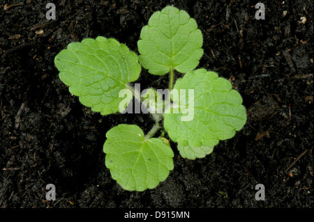 Hedge woundwort, Stachys sylvatica, young plant Stock Photo