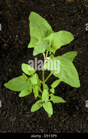 A plant of common orache, Atriplex patula, annual arable garden and agriculture weed Stock Photo