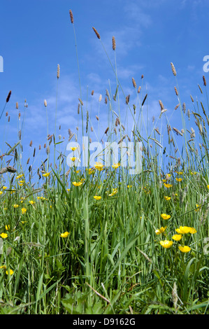 A Devon meadow with yellow buttercups and flowering meadow foxtail grass in early summer Stock Photo