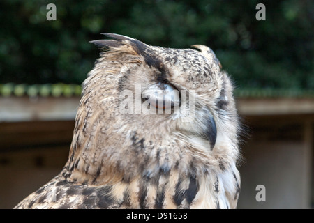 Lesser horned owl or Magellanic horned owl, Bubo magellanicus blinking, Bird Conservation Farm, UK Stock Photo