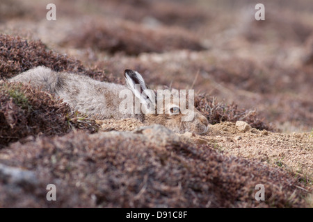 Mountain Hare (Lepus timidus) resting, Highlands, Scotland, UK Stock Photo