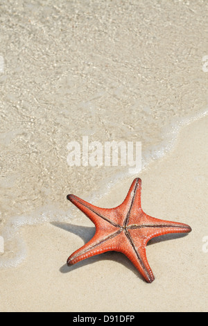 Starfish on the white sandy beach Stock Photo