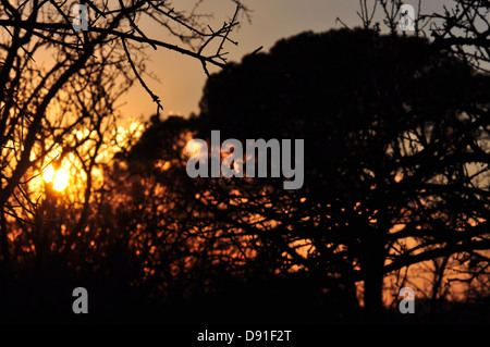 Sunset colors reflected through tree branches in a forest. Blurry abstraction. Stock Photo
