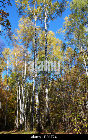 Autumn forest, Polesye Region in Central Ukraine Stock Photo