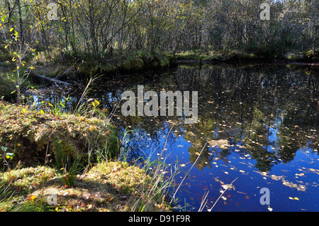 Lake in the woods, Polesye Region in Central Ukraine Stock Photo