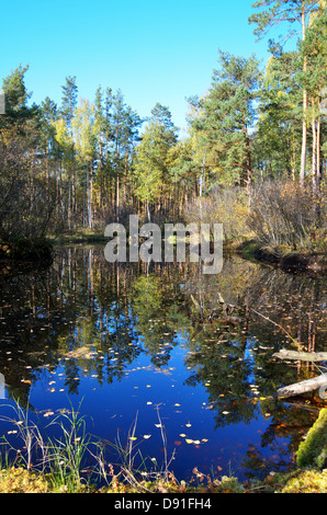 Lake in the woods, Polesye Region in Central Ukraine Stock Photo
