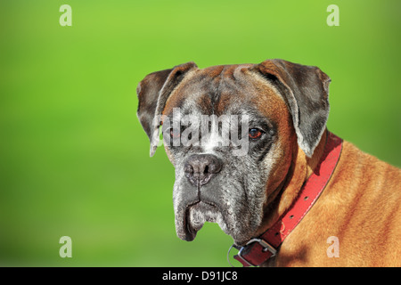 old boxer breed - portrait over green defocused background Stock Photo