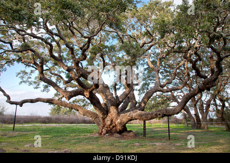 Big Tree, Coastal Live Oak tree. Stock Photo
