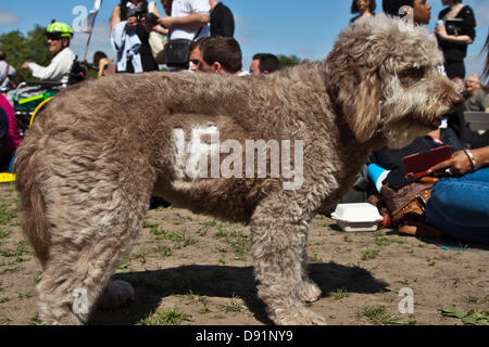 London, UK. Saturday 8th June 2013 A dog at the “Big IF” event which had its fur shaved to say IF. Credit:  nelson pereira/Alamy Live News Stock Photo