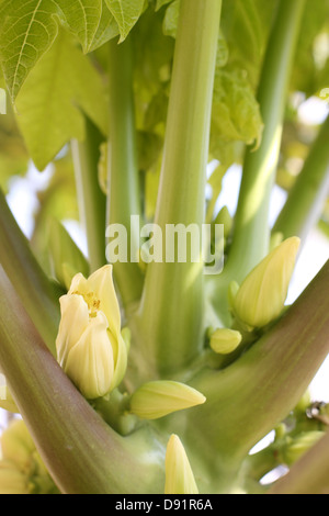 Papaya blossoms, Kinmen County, Taiwan Stock Photo