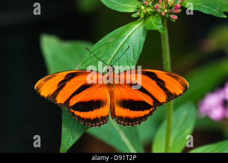 Banded Orange butterfly (Dryadula phaetusa) perched on a leaf. Dorsal view. Stock Photo