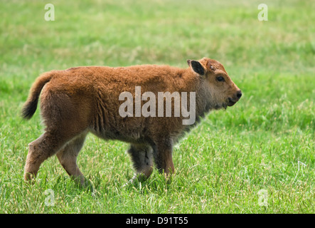 Buffalo calf walking on the meadow Stock Photo