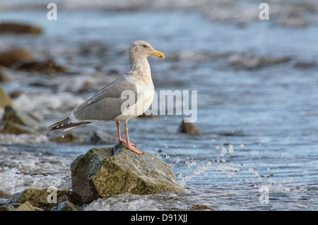 Glaucous-winged Gull (Larus glaucescens) on rock, Cambell River, Vancouver Island, CanadaCambell River Stock Photo