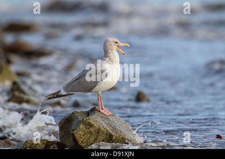 Glaucous-winged Gull (Larus glaucescens) on rock, Cambell River, Vancouver Island, CanadaCambell Stock Photo