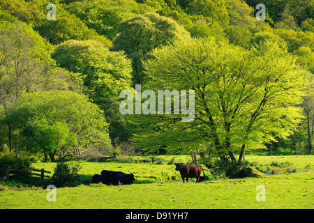 Gwaun Valley Fishguard Pembrokeshire Wales Stock Photo