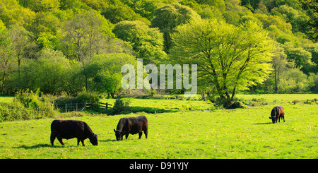 Gwaun Valley Fishguard Pembrokeshire Wales Stock Photo