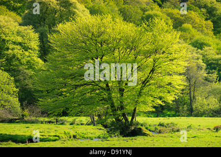 Gwaun Valley Fishguard Pembrokeshire Wales Stock Photo