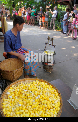 Bangkok Thailand,Thai,Pathum Wan,Jim Thompson House,museum,raw silk,cocoon,yellow,Asian woman female women,boiling,Thai130214010 Stock Photo