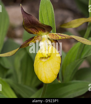 Lady's Slipper Orchid (Cypripedium calceolus). Photographed at Gait Barrows, Silverdale, Lancashire Stock Photo