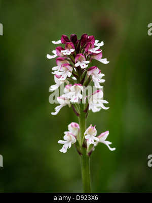 Burnt Orchid (Neotinea ustulata) sometimes called Burnt Tip Orchid. Photographed in a meadow in the Yorkshire Dales. Stock Photo