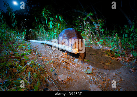 Beaver dragging log down beaver run Stock Photo