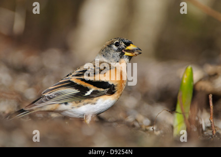 Bergfink,Brambling, Fringilla montifringilla Stock Photo