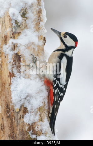 Buntspecht, Greater Spotted Woodpecker, Dendrocopos major