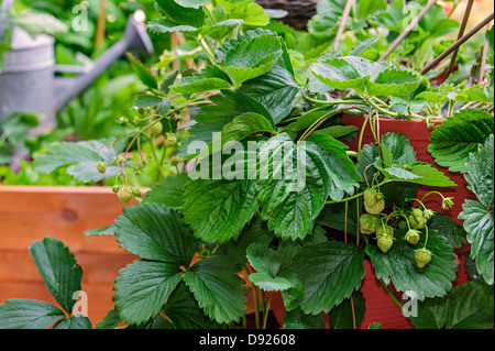 Unripre garden strawberries (Fragaria × ananassa) growing at home in strawberry tower on terrace in spring Stock Photo