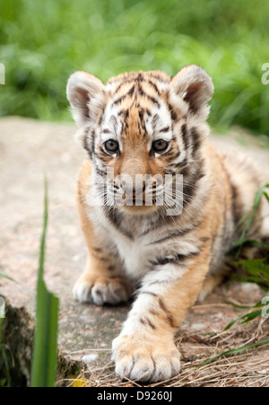 Eight-week-old Amur tiger cub looking towards camera Stock Photo