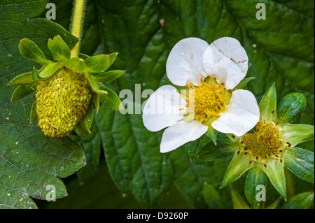 Garden strawberries (Fragaria × ananassa) in different stadia from strawberry flower to unripe fruit in spring