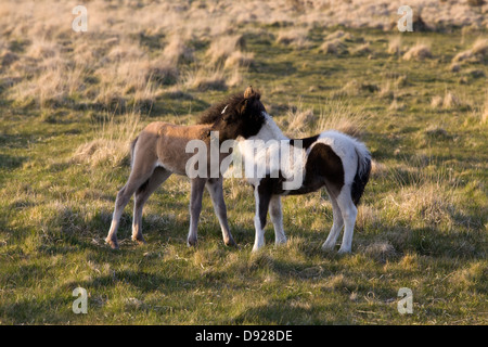 Dartmoor pony on the moor in Devon England Stock Photo