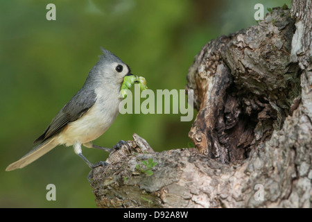 A tufted titmouse (Baeolophus bicolor) brings a green worm to its nesting cavity site, White Rock Lake, Dallas, Texas Stock Photo