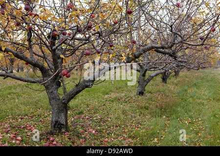 Apple orchard autumn Stock Photo