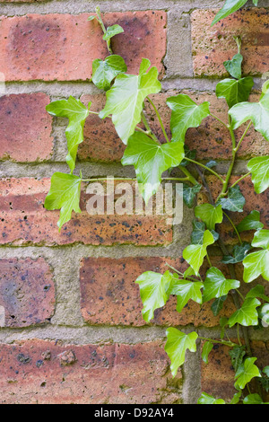 Hedera helix. Ivy climbing an old red brick wall. Stock Photo