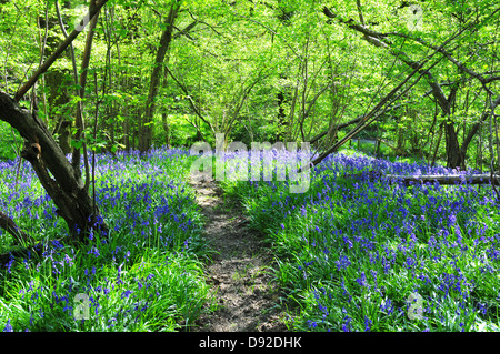 Dragons Green, West Sussex Stock Photo