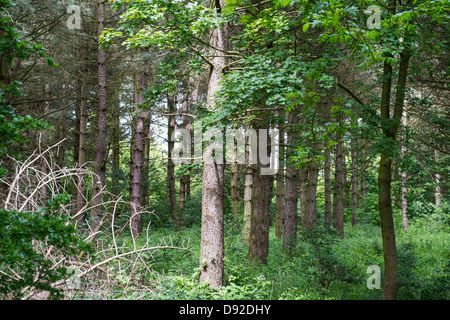 View of a woodland copse with some sunlight filtering through Stock Photo