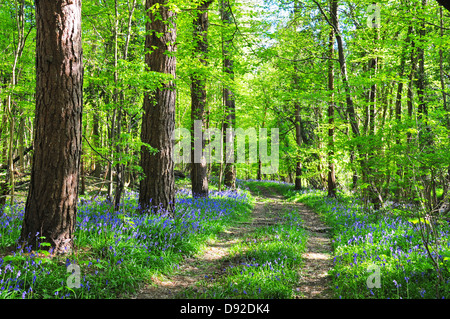 Dragons Green, West Sussex Stock Photo