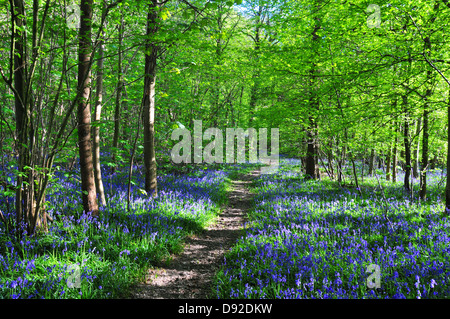 Dragons Green, West Sussex Stock Photo