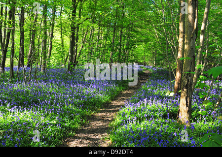 Dragons Green, West Sussex Stock Photo