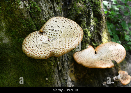 Tree fungi Dryad's Saddle Polyporus squamosus fungus England Uk Stock Photo