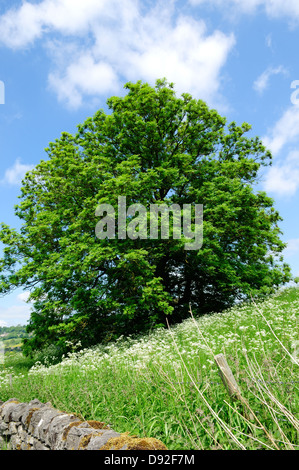 Ash Trees ,Snitterton,Derbyshire,UK. Stock Photo