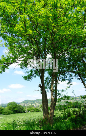 Ash Trees ,Snitterton,Derbyshire,UK. Stock Photo