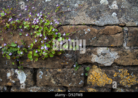 Plants on a brick wall. Stock Photo